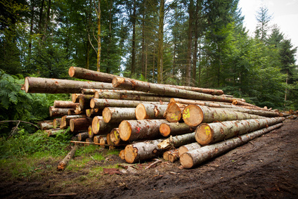 Filière forêt-bois : France Bois Forêt confie à Nomadéis une