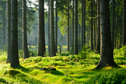Filière forêt-bois : France Bois Forêt confie à Nomadéis une